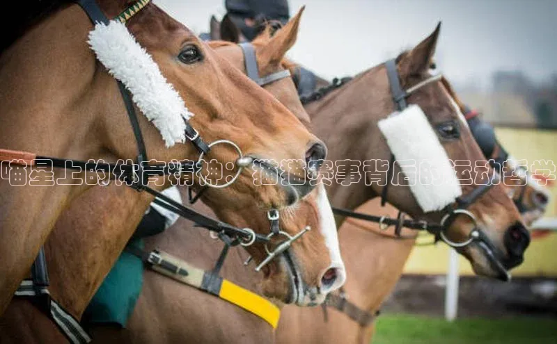 长征娱乐官网网页入口